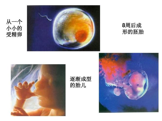 供精供卵生下孩子(供精供卵，生下新生命)