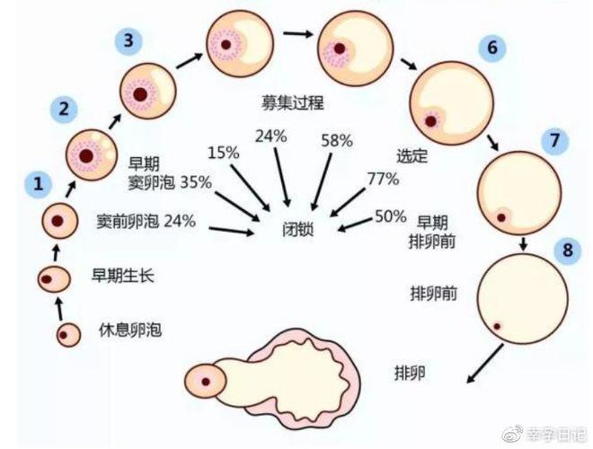 卵巢早衰可以借卵试管吗_卵巢早衰患者是否适合借卵试管生育？