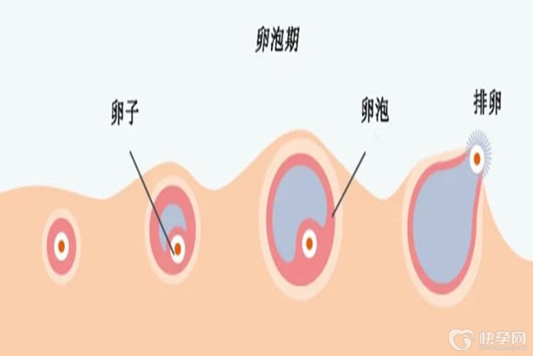 有供卵试管的姐妹吗-姐妹们的希望:有供卵试管的姐妹吗分享经验”