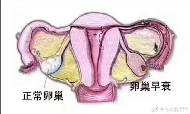 供卵自怀的成功率高吗【供卵自怀成功率高吗?】
