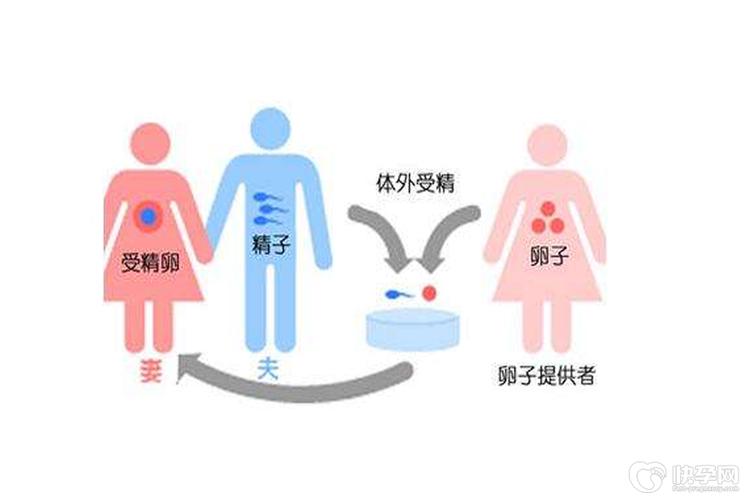 试管婴儿供卵_试管婴儿供卵:解读供卵过程及相关问题